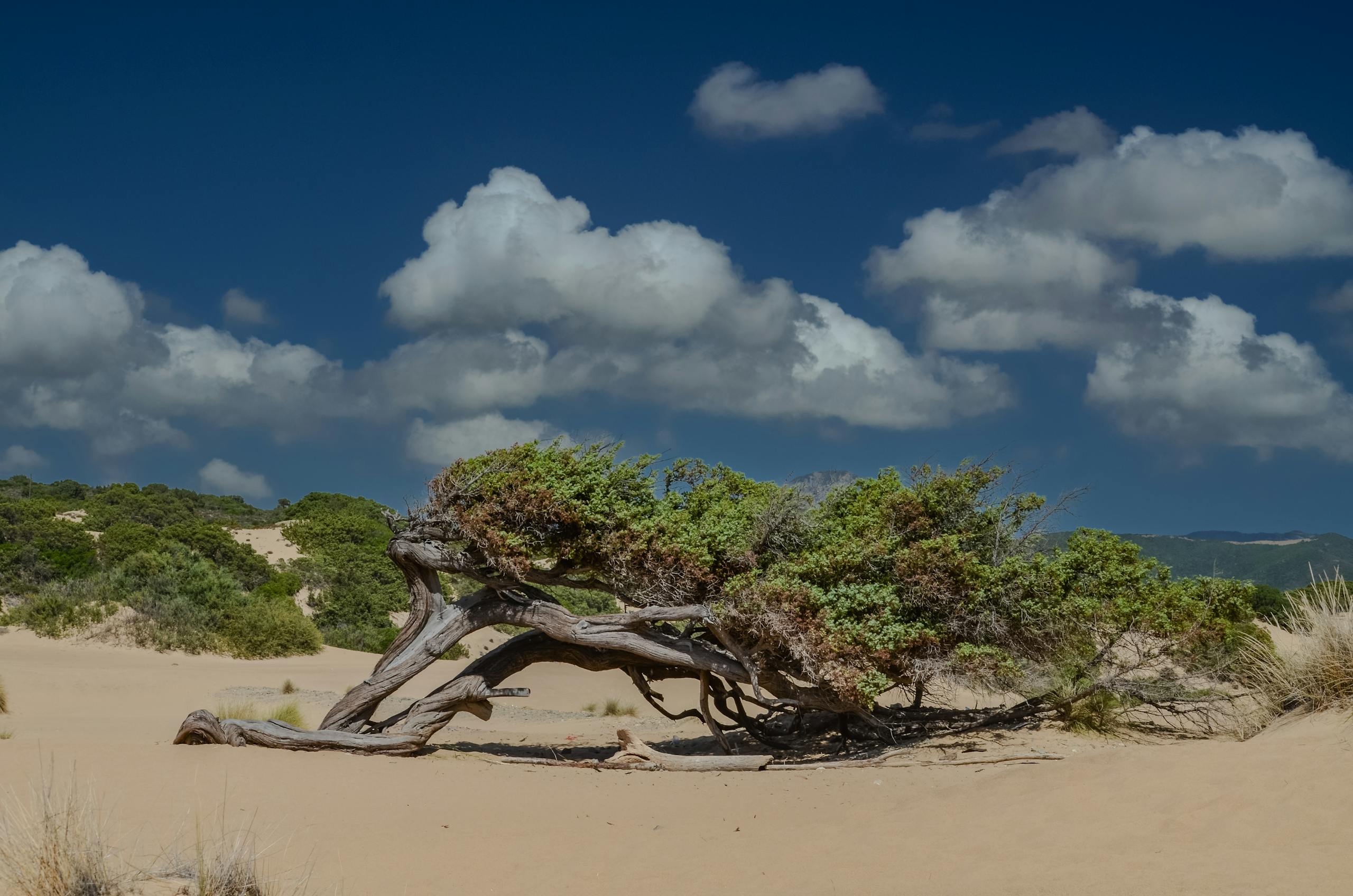Lone tree shaped by coastal winds in the dunes of Sardinia under a clear blue sky.